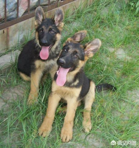 本视频由西摩犬舍转自国外:为啥土狗吃剩饭剩菜没事，而城市狗狗吃狗粮各种生病？