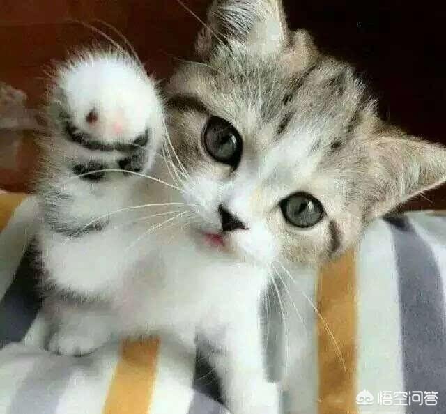 挪威森林猫的叫声:猫咪上完厕所经常带出猫砂来怎么办？