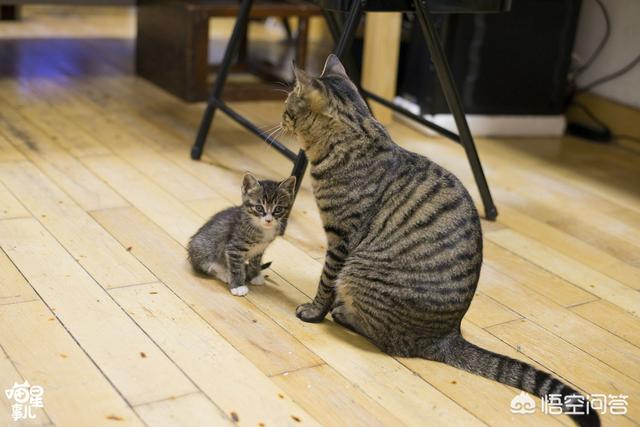 超萌猫咪动态图片:把猫咪单独关在家，猫咪会做什么？