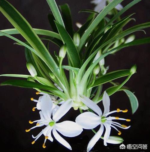 室内吊兰叶子发黄:吊兰叶子尖变黄枯萎，是怎么回事？