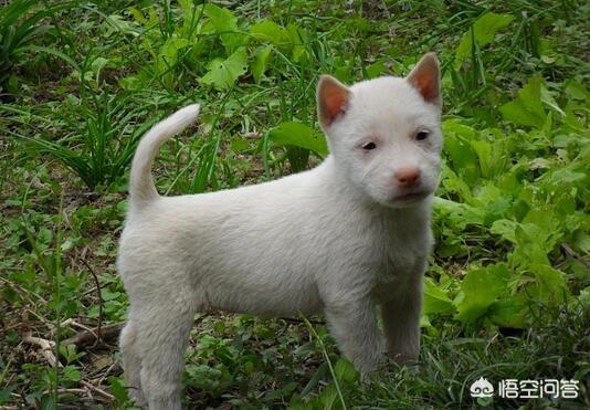 阿富汗猎犬图片价格幼犬:哪些地方能买到下司猎犬？下司猎犬的幼犬大概多少钱？