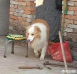 边境牧羊犬性格如何:边境牧羊犬的聪明，具体表现在哪些方面啊？