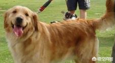拉布拉多犬和金毛的区别图片:边境牧羊犬、柯基、金毛和拉布拉多犬哪一个更聪明？