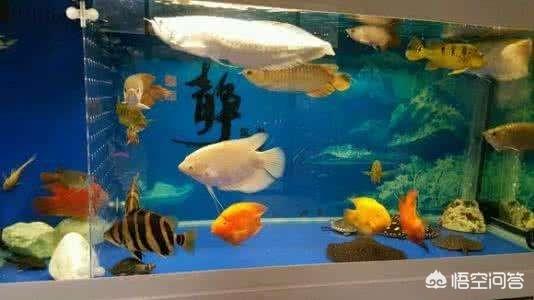 银龙鱼混养:银龙鱼和鹦鹉鱼混养应该注意什么问题？