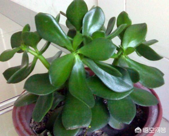 燕子掌有毒:多肉植物燕子掌有毒吗？放在室内或者卧室是否合适呢？