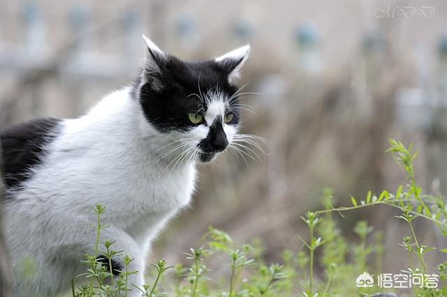 .日本截尾猫:如何评价日本摄影师Yamakawa镜头下的日本流浪猫？