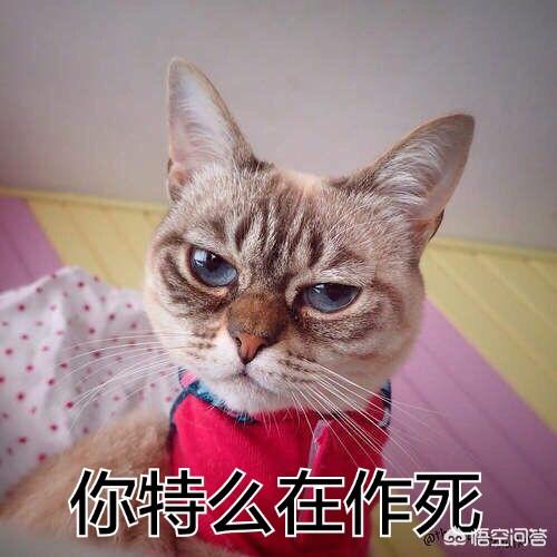 南京搓手猫56视频:猫也会有脚气吗？火遍全网的这只“搓jio猫”到底怎么回事？