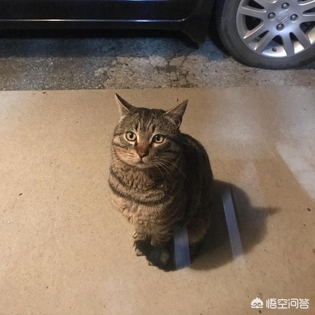 离家的猫儿子:离家23年的儿子 家长如何对待离家出走后回来的孩子？