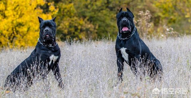 央视高加索犬vs藏獒:关于高加索犬和藏獒谁能打？