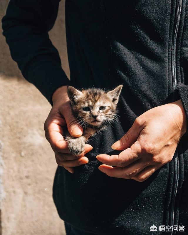 猫训练:怎样训练家中小猫咪不怕生？