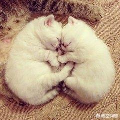 猫咪肾衰竭不吃不喝怎么办:家里猫猫拉稀不吃东西怎么办？