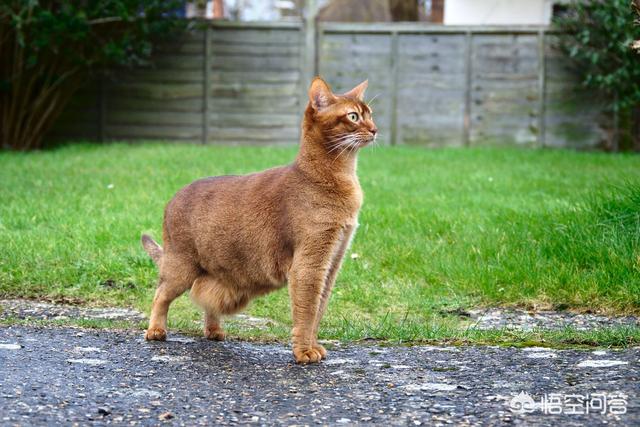 猫怀孕能吃海乐妙吗:猫咪肚子底下有一坨肉下垂了，是生病的原因吗？