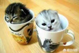 支付宝为什么猫咪能像液体:一^_^为什么猫咪能像液体一样 为什么说猫既是“固体”也是“液体”？