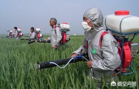 小麦田多花黑麦草用什么药防除:2019年小麦田里的杂草，用什么复配除草剂好？