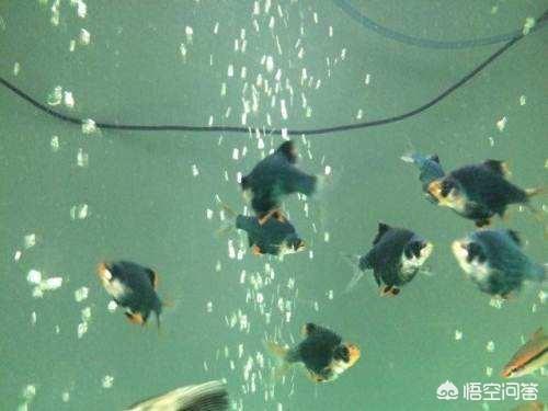 生化球 滴流:为什么鱼缸滴流盒还要加冲氧泵呢？