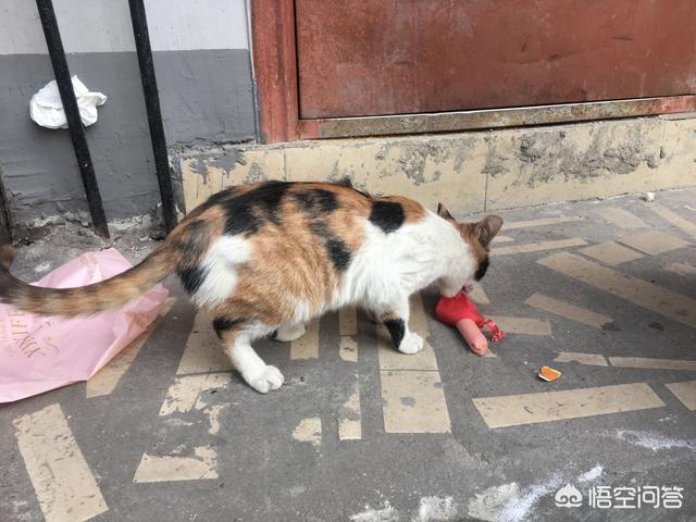 抖音里的吸猫是什么意思:现在网络上说的吸猫的人为什么那么多？吸猫的人究竟是什么心态？
