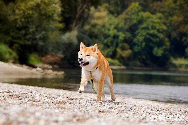 柴犬价格多少钱一只,柴犬怎么样，幼犬多少钱？