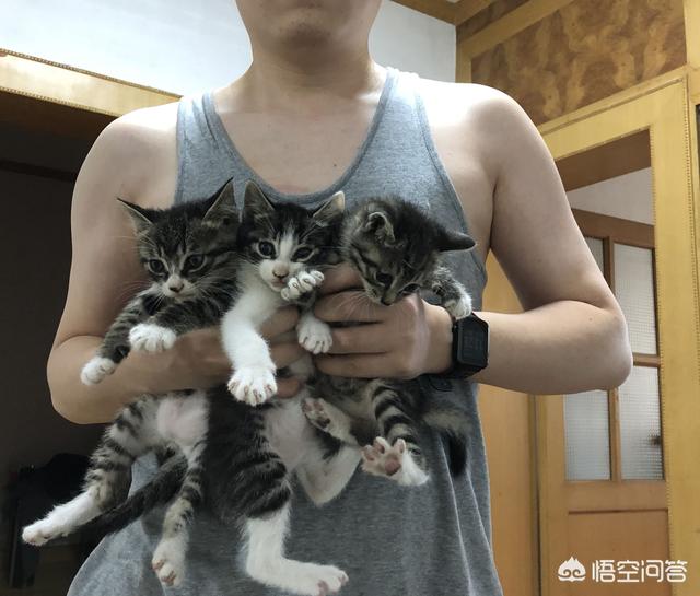 子猫絮语:猫妈妈的孩子死掉了，猫妈妈整天嗷嗷叫唤到处找，怎么办？