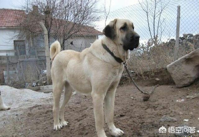 土耳其坎高犬 藏獒:有哪些狗狗是它们国家的国宝级犬种？