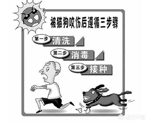 狂犬病的潜伏期是多久:狂犬病潜伏期有多久？是不是只要被狗咬伤就百分之百得狂犬病？