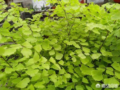 铁线蕨图片大全大图:铁线蕨叶子枯黄，怎么解决？