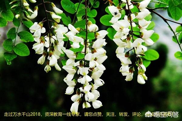 87红楼梦演员重聚:小戏骨版《红楼梦》和老版《红楼梦》，谁更经典