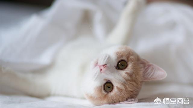 猫的训练:猫怎么训练它 怎样训练15天左右的小猫？