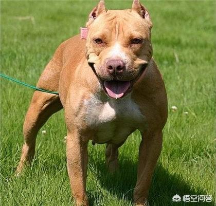 皮特犬图片大全:你是如何评价比特犬这种狗的？