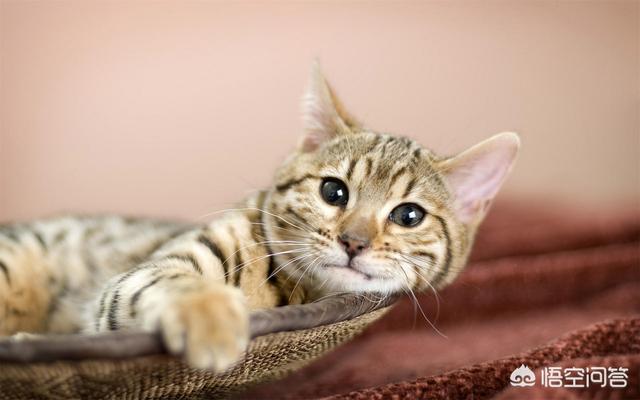 猫的训练:猫怎么训练它 怎样训练15天左右的小猫？