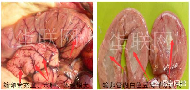 外科疾病鉴别诊断:新城疫和流感的如何辨别？