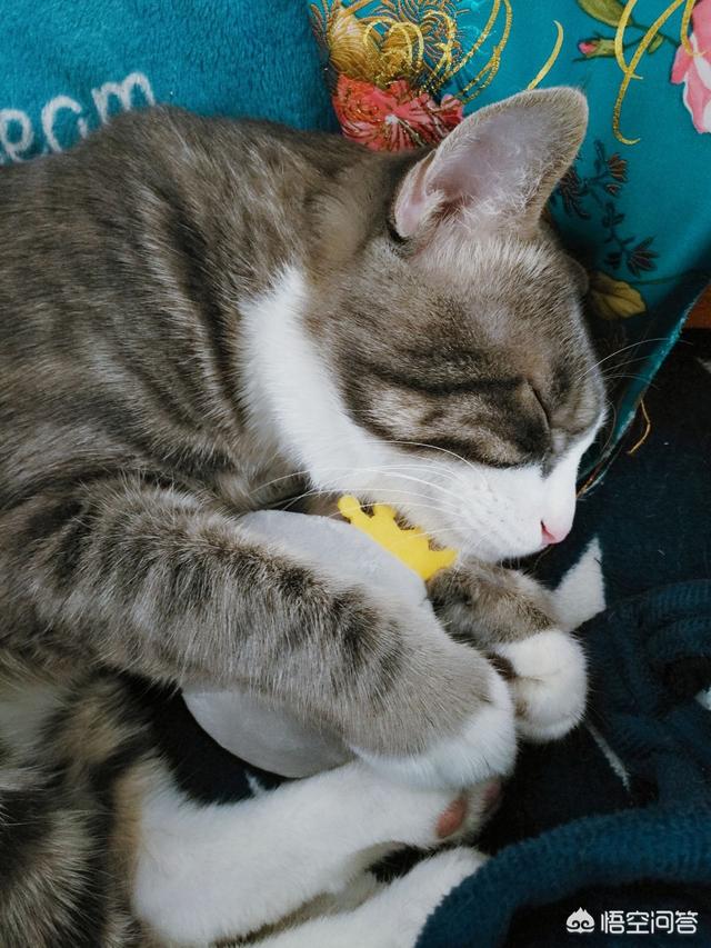 笼养猫的好处:从小将猫放在笼子养，猫会变成什么样？