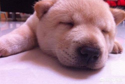 中国冠毛犬图片:为什么在国外深受喜爱的中华田园犬，国人却看不上？