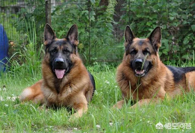 大型护卫犬哪种好:什么大型狗可爱又护主还有攻击力？