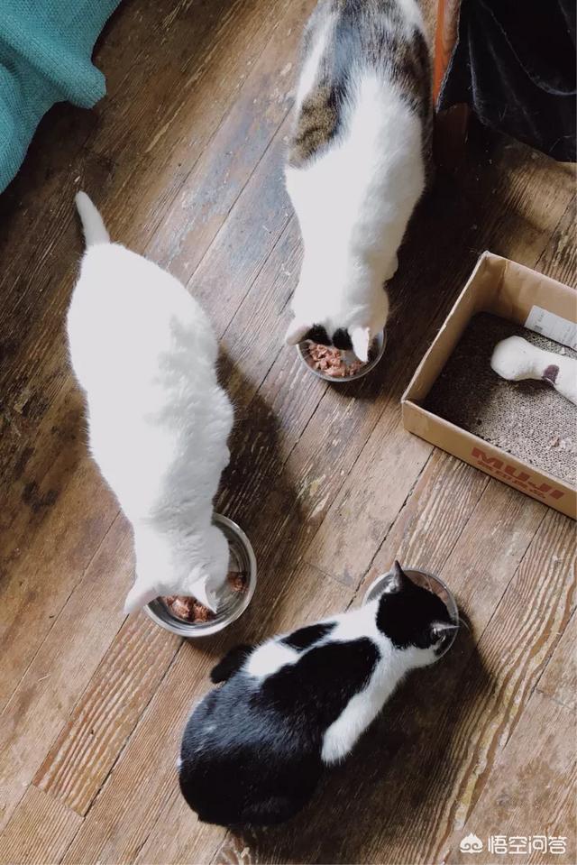 折耳猫图片:折耳猫图片及价格 同时养两只猫咪需要注意些什么？