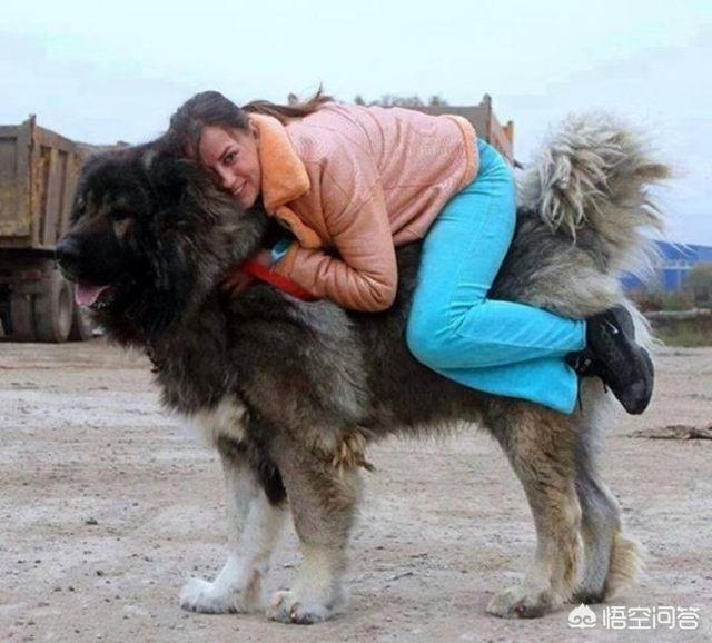 高加索山脉犬好养吗:高加索犬怎么喂养，为什么很少人养高加索犬？