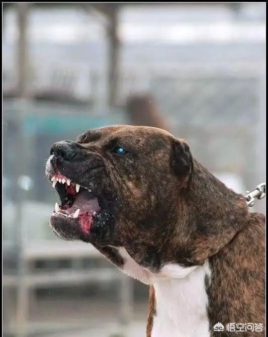 斗牛马士提夫犬:哪些狗可以打得过比特犬？