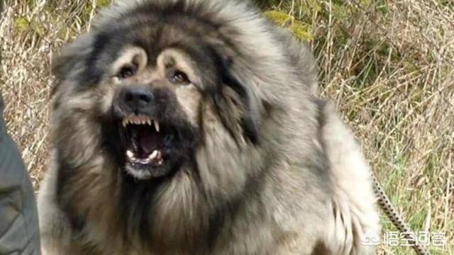 斗牛马士提夫犬:哪些狗可以打得过比特犬？