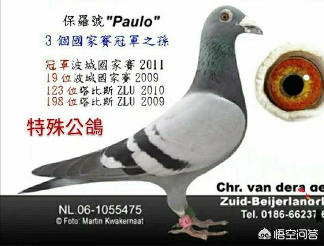 近亲繁殖纯种狗:为什么动物可以近亲繁殖？