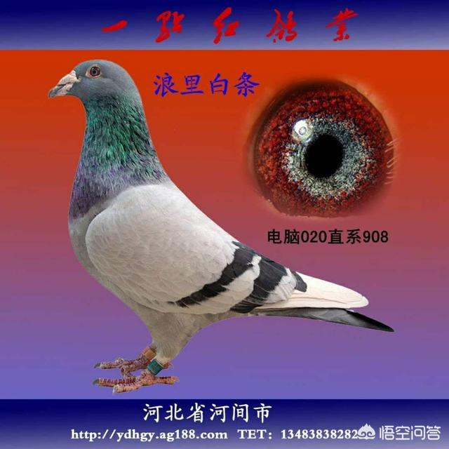 近亲繁殖纯种狗:为什么动物可以近亲繁殖？