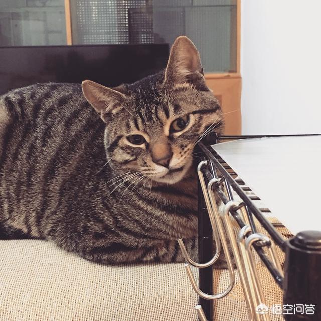 霸道总裁的小猫咪:大家有没有拍到猫猫很霸气的照片？分享一下？
