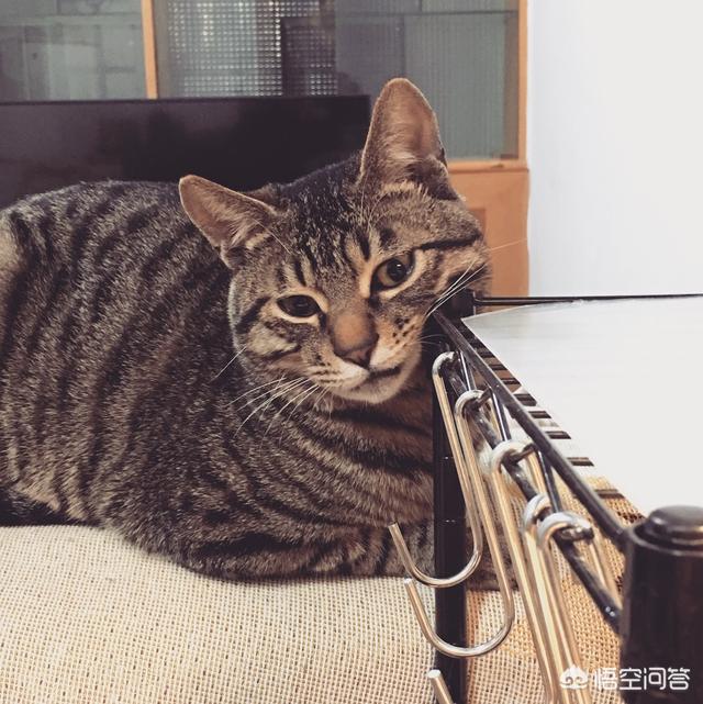 可爱的小猫咪动态:为什么写作业的时候猫咪会趴在上面？