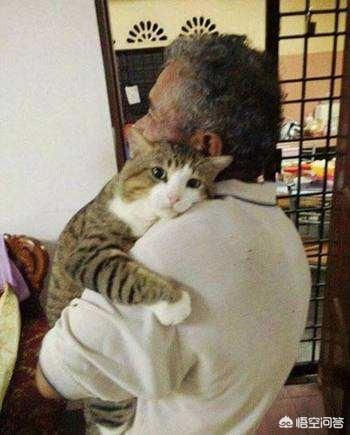 曼基康猫布偶猫:公猫与母猫相比，哪种更与人亲近，为什么？