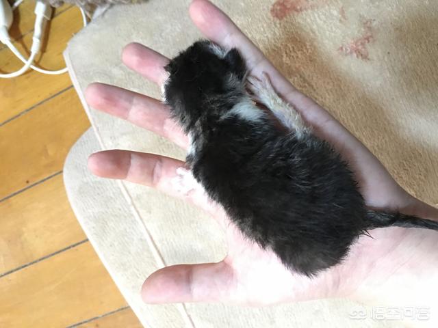 余虹 花猫的小屋:家里的猫猫做过让你最感动的一件事是什么？