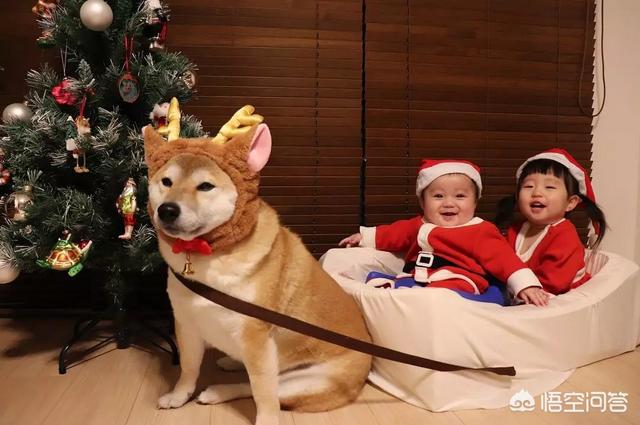 小狗狗图片:你见过最听话的狗狗有多听话？