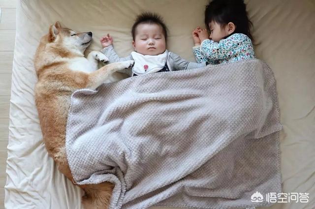 小狗狗图片:你见过最听话的狗狗有多听话？
