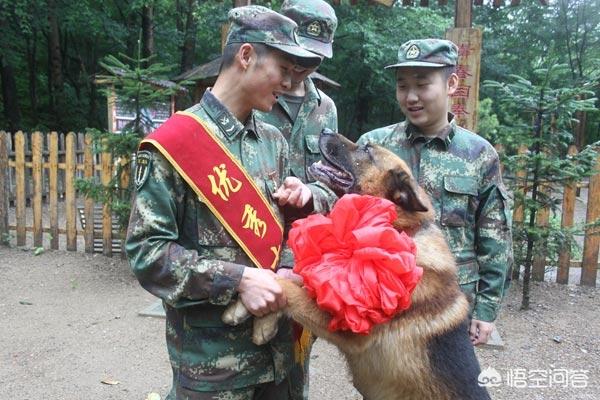 马犬跟牧羊犬打架视频:军犬对比护卫犬，军犬战斗力能强过藏獒吗？