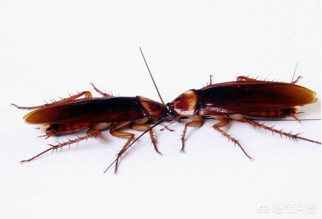 蟑螂繁殖:蟑螂繁殖需要交配吗