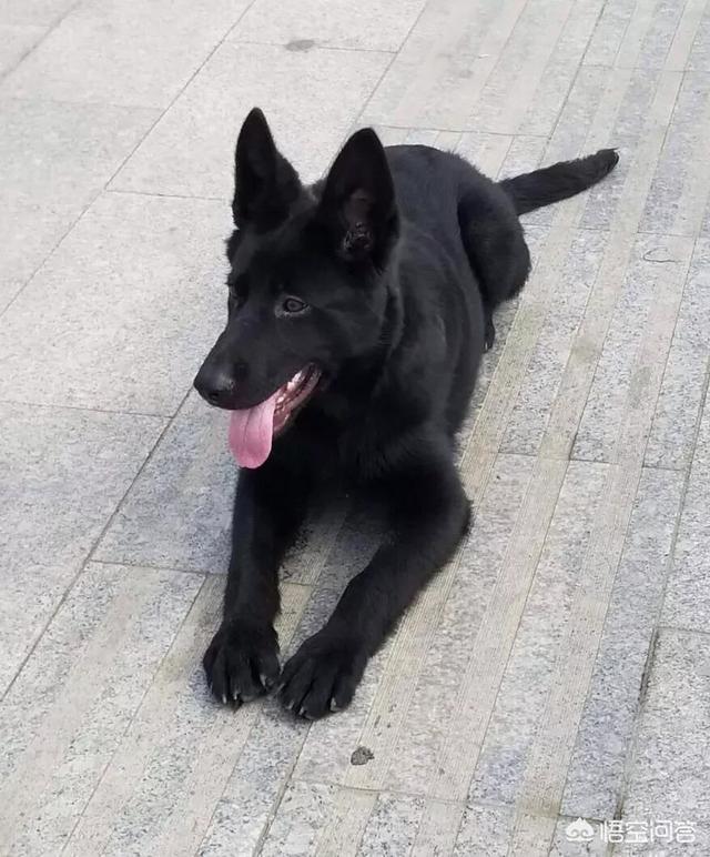 黑色纽芬兰犬:哪种犬类的皮毛是纯黑色的？ 黑色纽芬兰犬多少钱