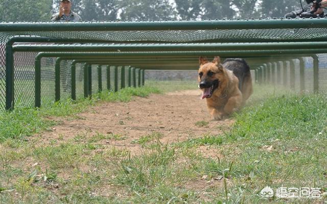 中国马犬比赛视频直播:军犬中，马犬会比德牧厉害吗，你怎么看？