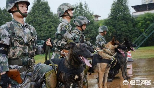 比利时马犬和德牧:为什么说马犬要比德牧好呢？